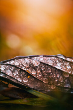 Water droplets on dry autumn leaf, beautiful macro photo with warm orange bokeh, shallow depth of field, and detailed natural texture