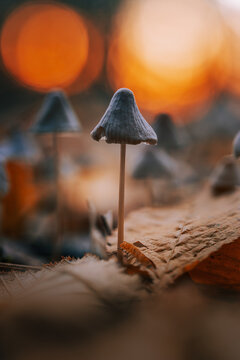 Small mushrooms on autumn forest floor, beautiful moody macro photo with dry leaves, warm orange golden hour sunset bokeh, shallow depth of field, and dreamy blurred background