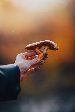 Wild bolete mushrooms held in hand, beautiful autumn nature photo with warm golden bokeh, shallow depth of field, and blurred fall background