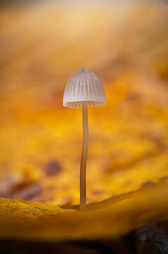 Single white mushroom growing through yellow autumn leaf, beautiful dreamy macro photo with warm golden background, shallow depth of field, and soft bokeh