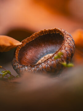 Empty acorn cup on autumn forest floor, beautiful moody macro photo with warm brown tones, shallow depth of field, and soft blurred background