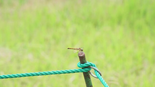 ロープにとまる赤トンボ（アキアカネ）