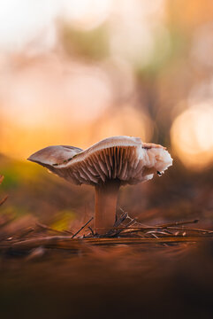 Single wild mushroom with visible gills on autumn forest floor, beautiful moody macro photo with warm golden bokeh and shallow depth of field