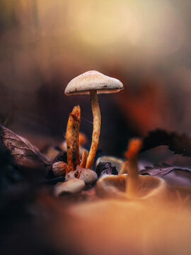 Single brown mushroom growing through yellow autumn leaf, beautiful dreamy macro photo with warm golden background, shallow depth of field, and soft bokeh