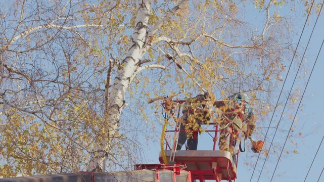 Two utility workers use an elevated bucket lift to trim autumn tree branches beside overhead power lines. Workplace safety and seasonal maintenance concept.