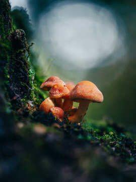 Orange mushrooms on mossy tree trunk, beautiful moody macro photo with dark teal forest background, shallow depth of field, and soft bokeh