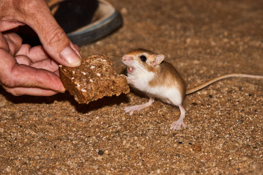 gerbil mouse, Malacothrix typica, eats from the hand 86