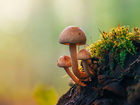 Orange brown wild mushrooms on mossy tree stump, beautiful autumn macro photo with warm golden bokeh, shallow depth of field, and soft forest background