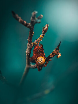 Tiny snail shell on dry autumn leaf, beautiful moody macro photo with teal background, shallow depth of field, soft bokeh, and forest detail