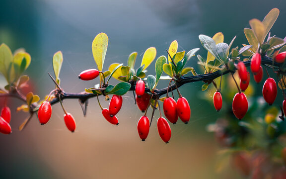 Red barberry berries (Berberis) on branch, beautiful autumn macro photo with soft teal background, shallow depth of field, and natural bokeh