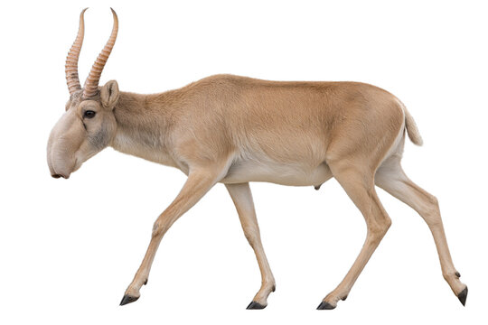 Antilope sa&iuml;ga en marche sur fond transparent