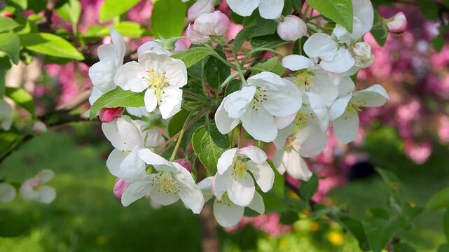 Beautiful white malus flowers blooming on branch in sunny spring garden. Vibrant pink blossoms and defocused lights form blurred background. Natural contrast concept slow motion footage.