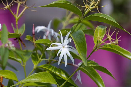 Close-up of blooming Jasminum nitidum (Angel Wing Jasmine, Star Jasmine) with elegant white star-shaped flowers and glossy green leaves. Perfect botanical background for nature and floral designs.