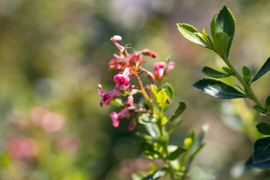 Close-up of Escallonia rubra var. macrantha (Red Escallonia) with vibrant pink-red tubular flowers and glossy leaves. Perfect floral and botanical background for nature and garden concepts.