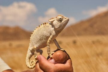 Namaqua chameleon, Chamaeleo namaquensis, ground living lizard 578 © meyblume