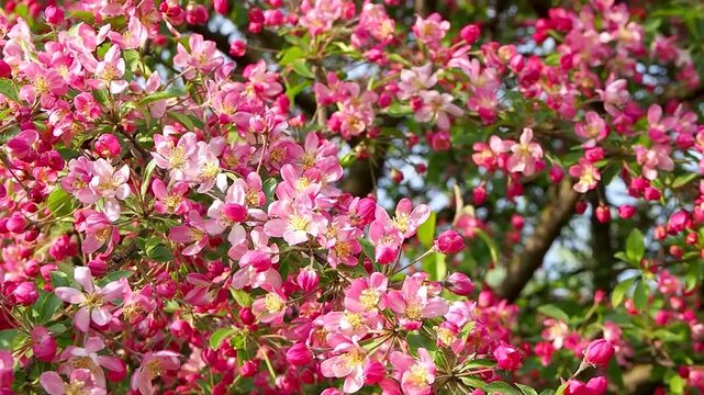 Vibrant pink malus blossoms blooming on branches in sunny spring orchard. Bright apple tree flowers with green leaves sway in wind under sunlight. Natural floral background slow motion footage.