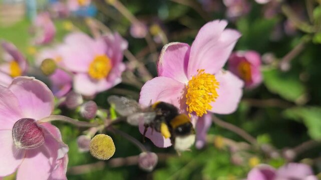 A bumblebee collects pollen from an anemone flower. 
Japanese anemone, anemone, Anemone.
A perennial rhizomatous plant. 
