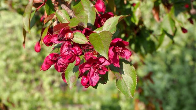 Vibrant dark red malus flowers blooming on branch in sunny orchard. Beautiful spring blossoms surrounded by green leaves under sunlight. Natural floral concept 4K footage