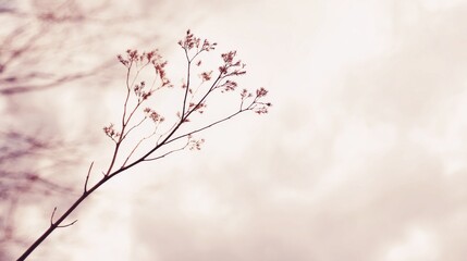 Fototapeta premium Delicate Silhouette of Branch Against a Soft Cloudy Sky Background