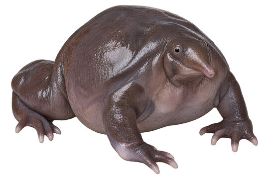 Grenouille violette indienne vue de face sur fond transparent