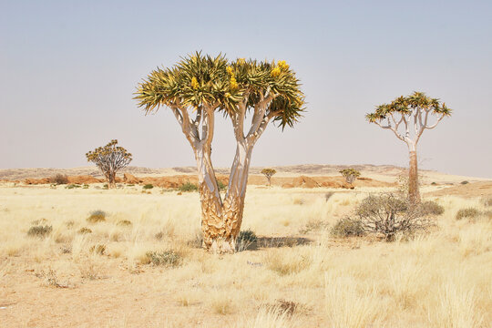 blooming quiver tree, Aloe dichotoma, on yellow grass plain with rocks 205