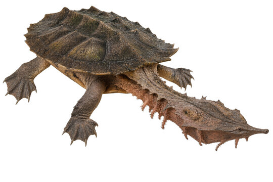 Tortue mata mata au cou d&eacute;ploy&eacute; sur fond transparent