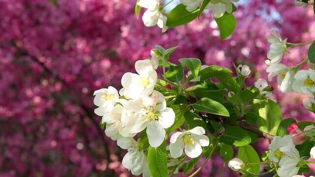 White apple blossoms blooming on branch in sunny spring garden. Beautiful pink blossoms form blurred background. Natural contrast concept. Malus trees in full bloom slow motion footage.