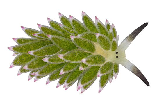Mouton de mer marin vu du dessus sur fond transparent