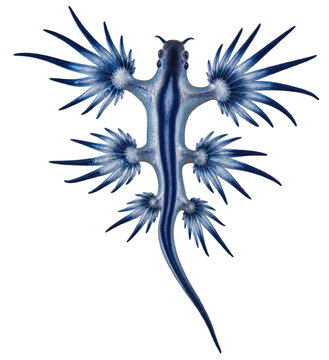 Dragon bleu marin vu du dessus sur fond transparent