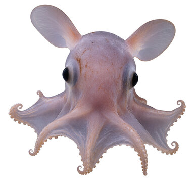 Pieuvre Dumbo vue de face sur fond transparent