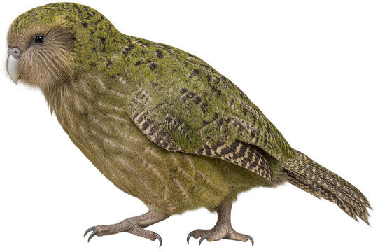 Kakapo rare vu de profil sur fond transparent