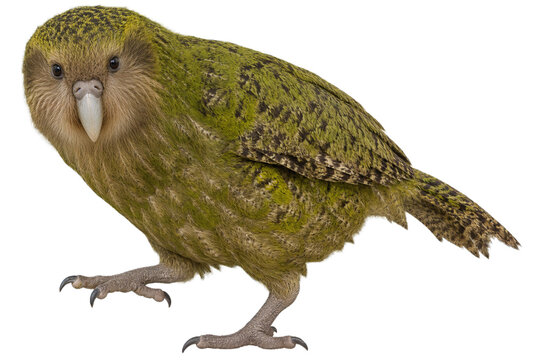 Kakapo rare marchant sur fond transparent
