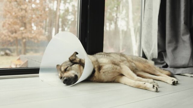 Large adult dog rests near a window at home after surgery, wearing a protective cone while recovering.