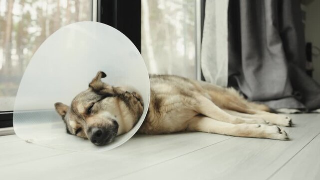 Large mixed-breed dog resting quietly on a floor at home while recovering after surgery with a cone.