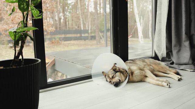 Mixed-breed dog recovering at home after surgery, lying on the floor and wearing a protective cone.