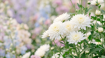 Fototapeta premium Beautiful white chrysanthemum flowers blooming in a soft pastel garden during a sunny spring day