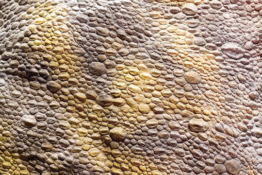 Detailed pebbled texture of dinosaur skin scales showing bumpy pattern and brownish yellow tones.