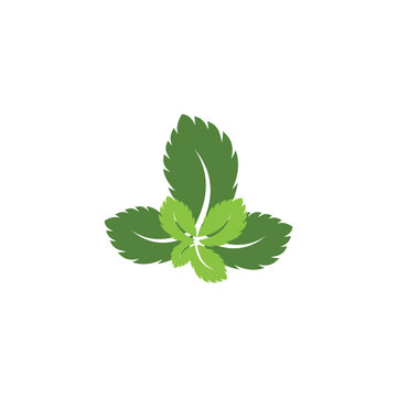 Leaf mint logo vector template