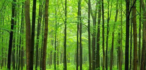 Fototapeta premium wood textured backgrounds on the forest backgrounds