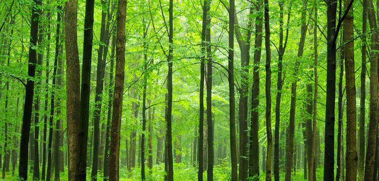 wood textured backgrounds on the forest backgrounds