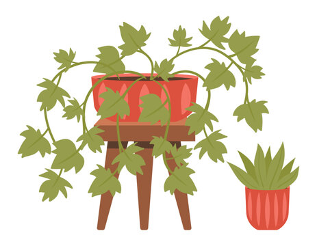 Potted vine plants. Hanging and climbing houseplants growing around terracotta planter flat vector illustration. Indoor botanical decor isolated on white background