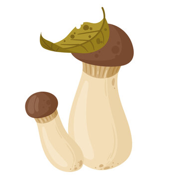 Porcini mushrooms with leaf. Two edible porcini mushrooms with autumn leaf on the cap flat vector illustration. Forest food isolated on white background