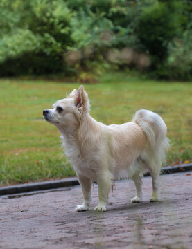 Beim Waldspaziergang ist der kleine Hund, ein langhaariger Chihuahua, des Nachbarn immer mit dabei