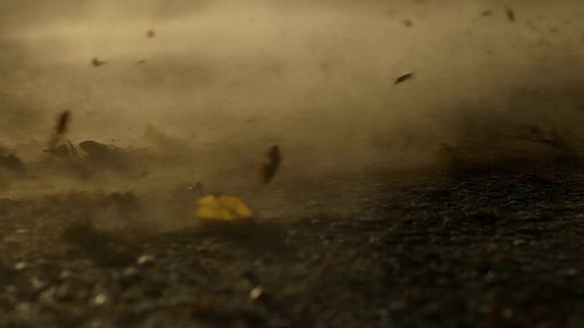 Dust cloud settling over dark soil with scattered leaves in warm outdoor light