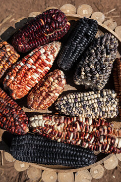Artisanal basket filled with colorful heirloom corn cobs on dry ground