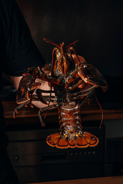 Chef holding a fresh live lobster in a dark kitchen