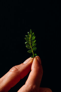 Hand holding a delicate sansho leaf against a black background