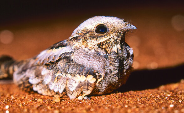 african nightjar, sitting on the ground at night 088
