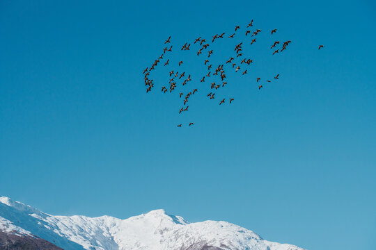Upland Geese Over Mountains