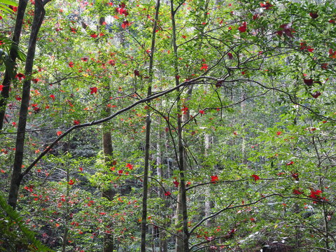 Lush green forest filled with vibrant red autumn leaves on tree branches and canopy